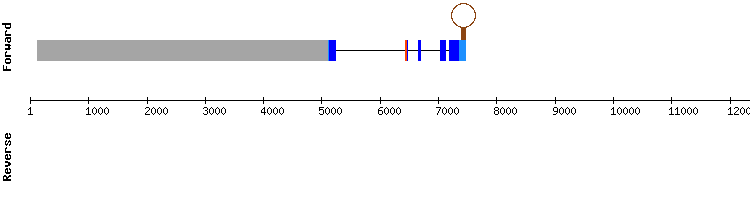 gene structure