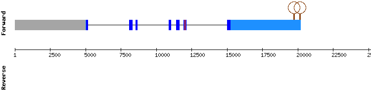 gene structure