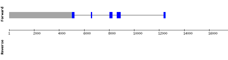 gene structure