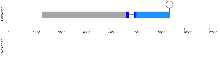 gene structure