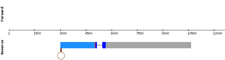 gene structure
