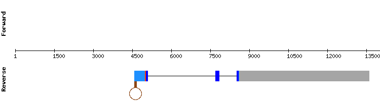 gene structure