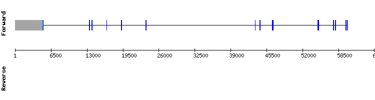 gene structure