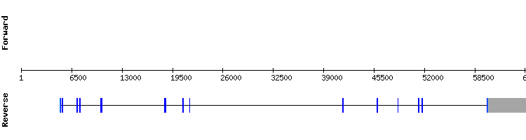 gene structure