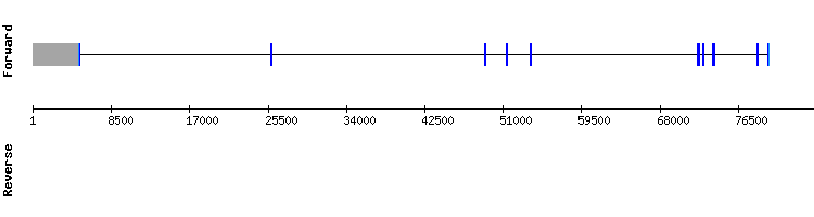 gene structure