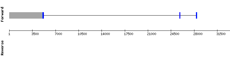 gene structure