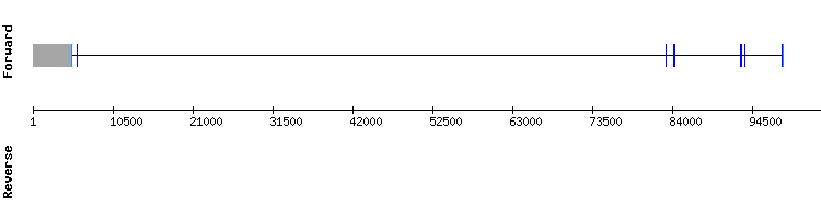 gene structure