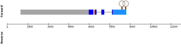 gene structure