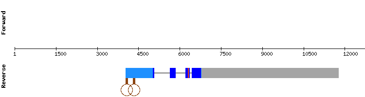 gene structure