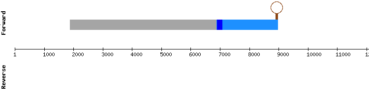 gene structure