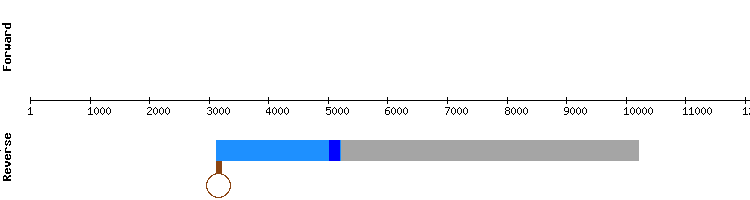 gene structure