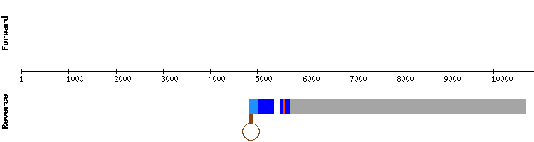 gene structure