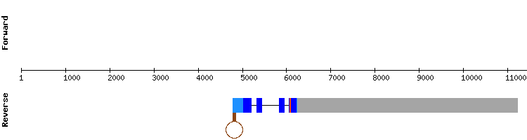 gene structure
