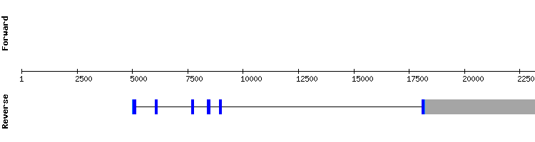 gene structure