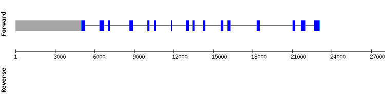 gene structure