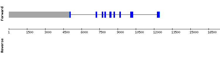 gene structure
