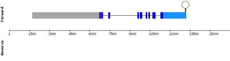 gene structure
