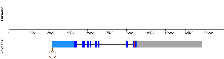gene structure