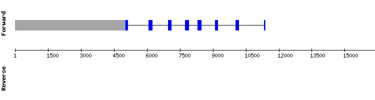 gene structure