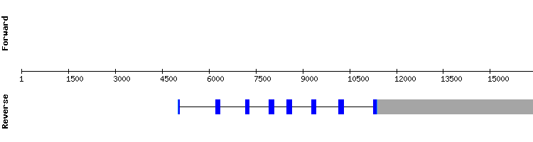 gene structure