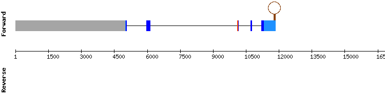 gene structure
