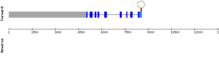 gene structure