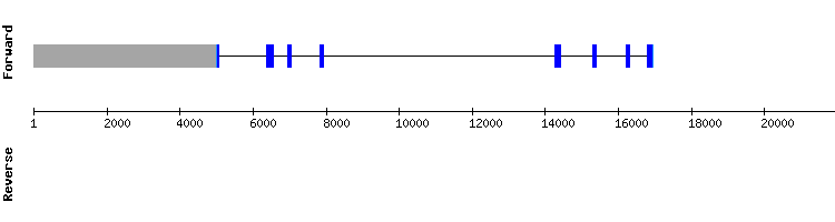 gene structure