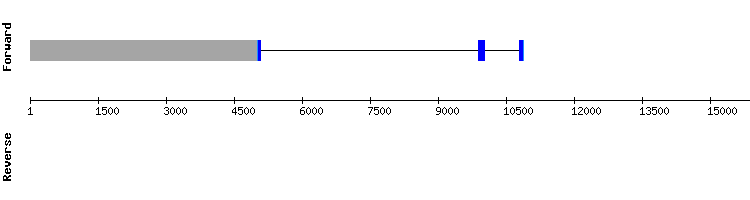 gene structure