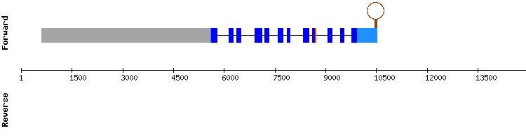 gene structure
