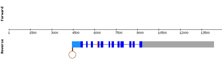 gene structure
