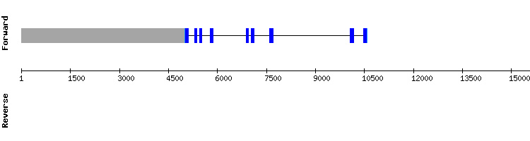 gene structure