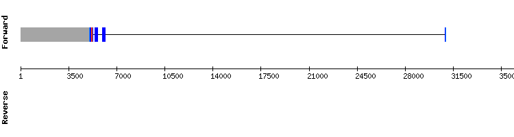 gene structure