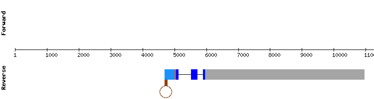 gene structure