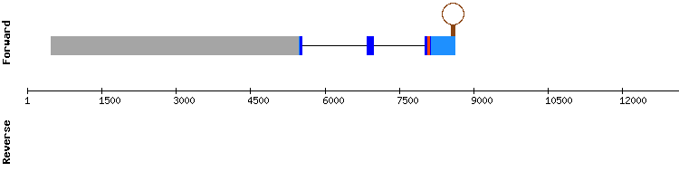 gene structure