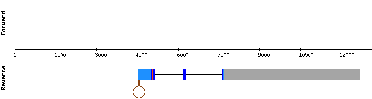 gene structure