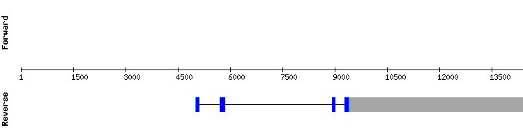 gene structure