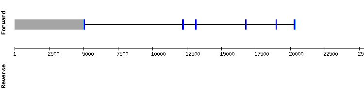 gene structure