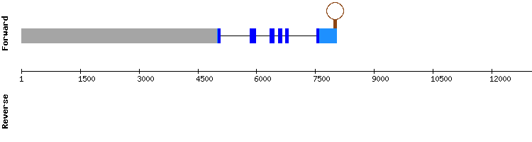 gene structure