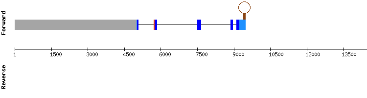 gene structure