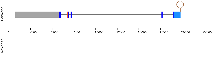 gene structure