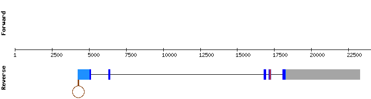 gene structure