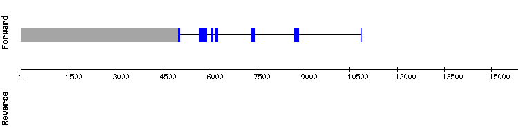 gene structure