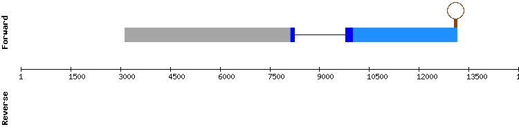 gene structure