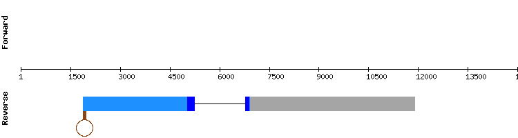 gene structure