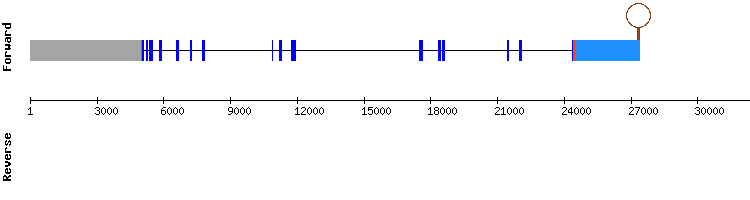 gene structure