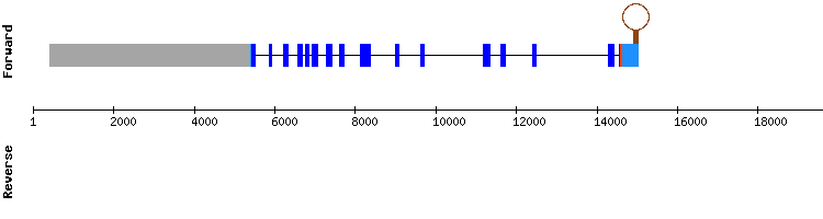 gene structure