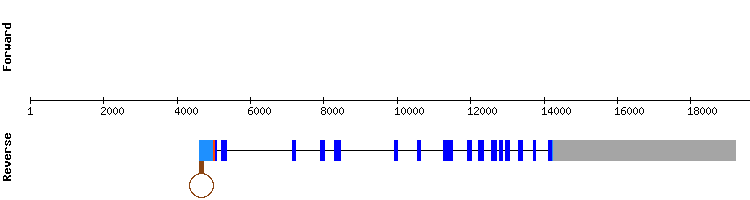 gene structure