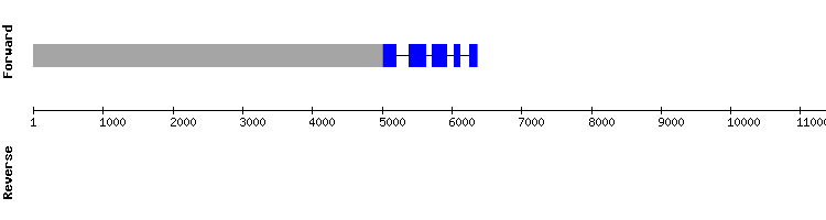 gene structure