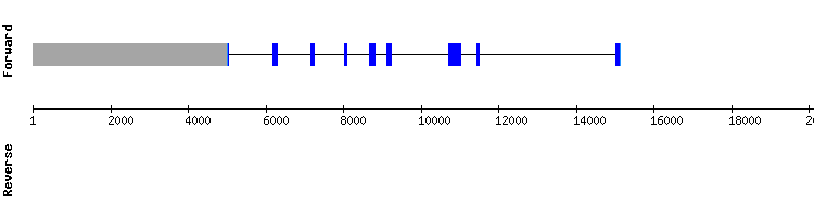 gene structure