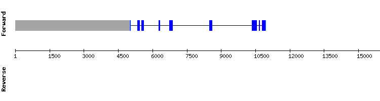 gene structure